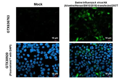 Anti-Swine Influenza A virus G4 EA H1N1 HA (Hemagglutinin) antibody [HL1343] used in Immunocytochemistry/ Immunofluorescence (ICC/IF). GTX636763